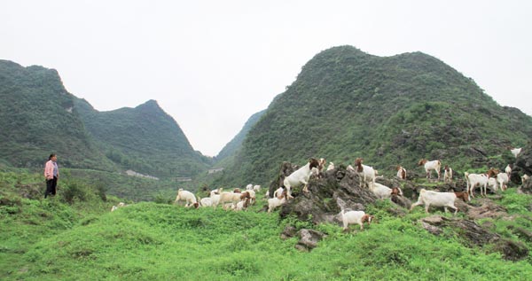 From rocks to flocks