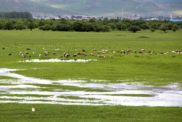 Scenery of Hulun Buir grassland