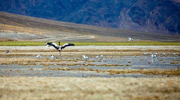 Pangong Tso Lake in Tibet