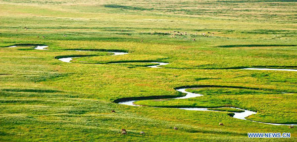 Tranquil Xilin Gol grassland in summer