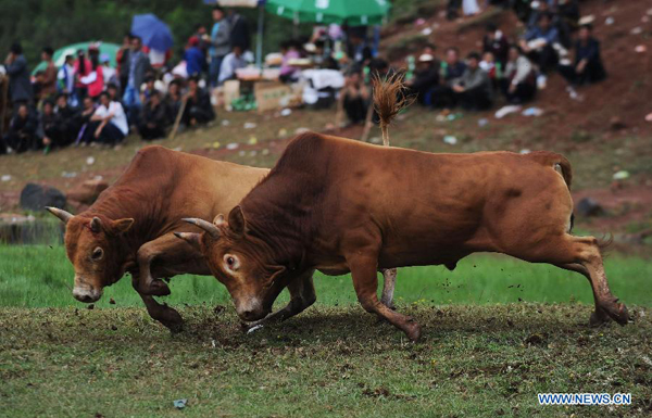 Bullfight at China's Yi ethnic group's Torch Festival