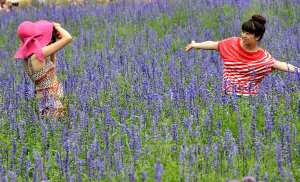 Lavender theme park opens to tourists in Dalian