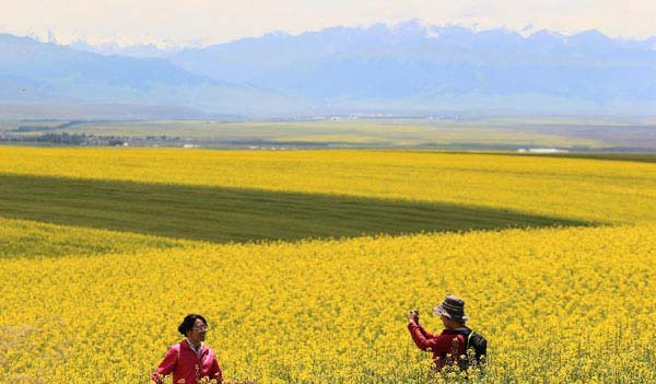 Cole flower attracts tourists in Zhaosu, Xinjiang