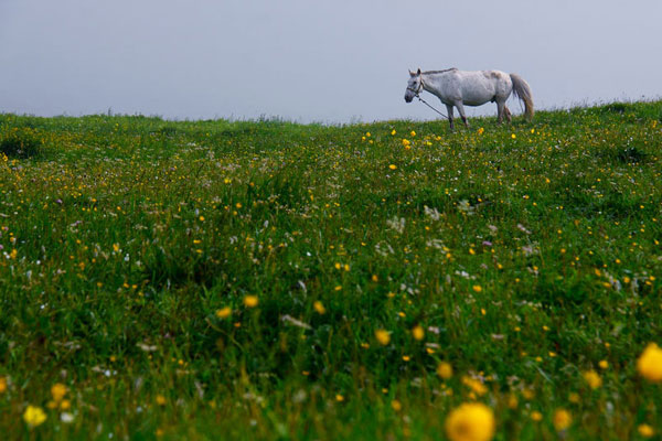 The flower landscape of Bashang Grassland