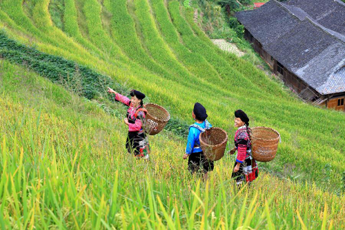 Scenery of terraced fields in Longsheng, China's Guangxi