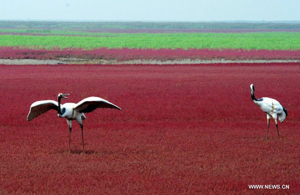 Tourists visit Red Beach in NE China