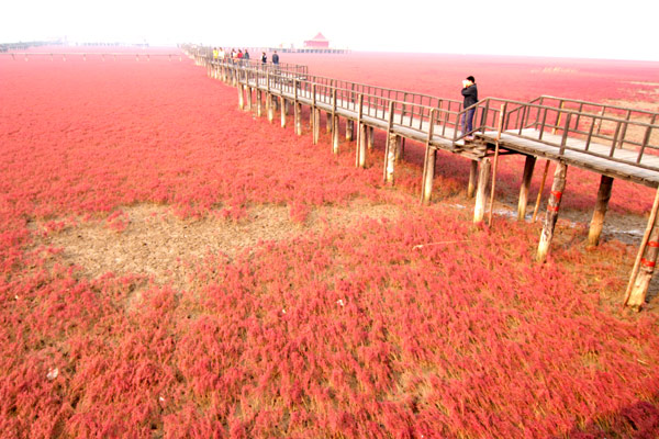 Panjin - seagrass gives red tint to marshlands