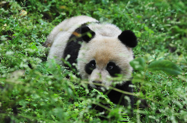 Trained panda ready to return to nature