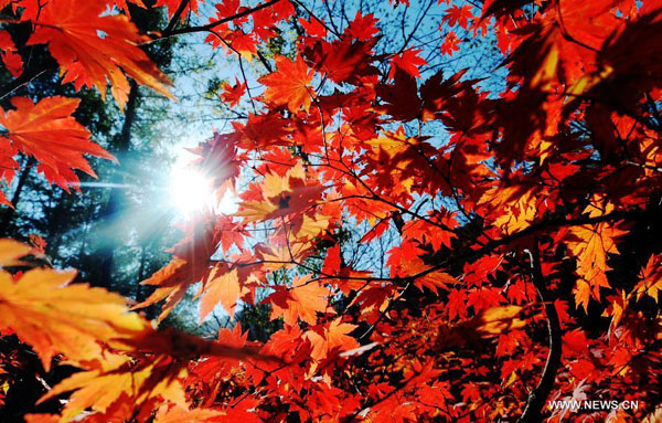 Maples on Guanmen Mountain in Benxi, NE China