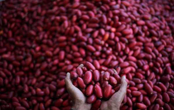 Dates harvested in central Gaza Strip