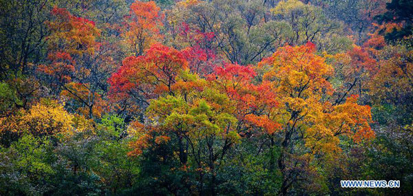 Autumn scenery of Jiajinshan National Forest Park in Sichuan