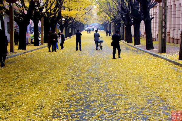 Dandong's beautiful scenery in autumn