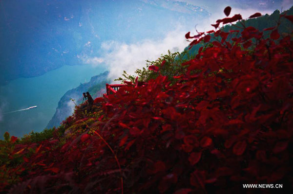 Autumn red leaves in Three Gorges area, C China