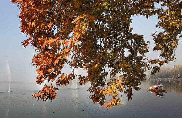 Autumn scenery in Srinagar, Kashmir