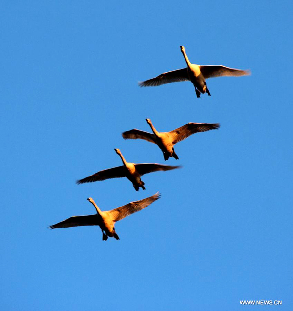 More than 1,000 swans spend winter in Rongcheng