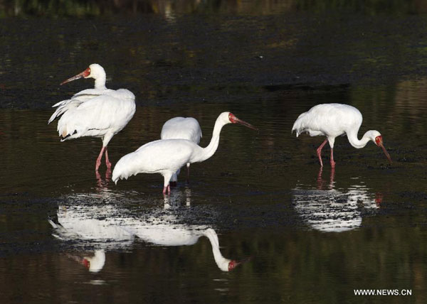 White cranes in Sikou township of Wuyuan county