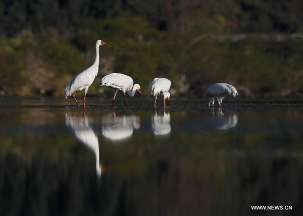 White cranes in Sikou township of Wuyuan county