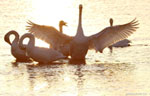 White cranes in Sikou township of Wuyuan county