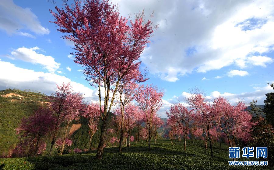 Oriental cherries bloom in winter in China's Yunnan