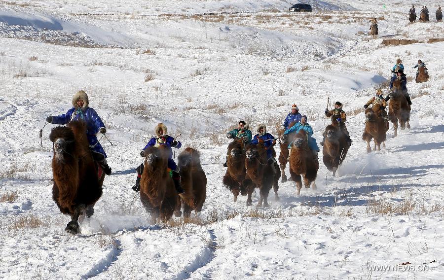 Camel cultural festival kicks off in Inner Mongolia