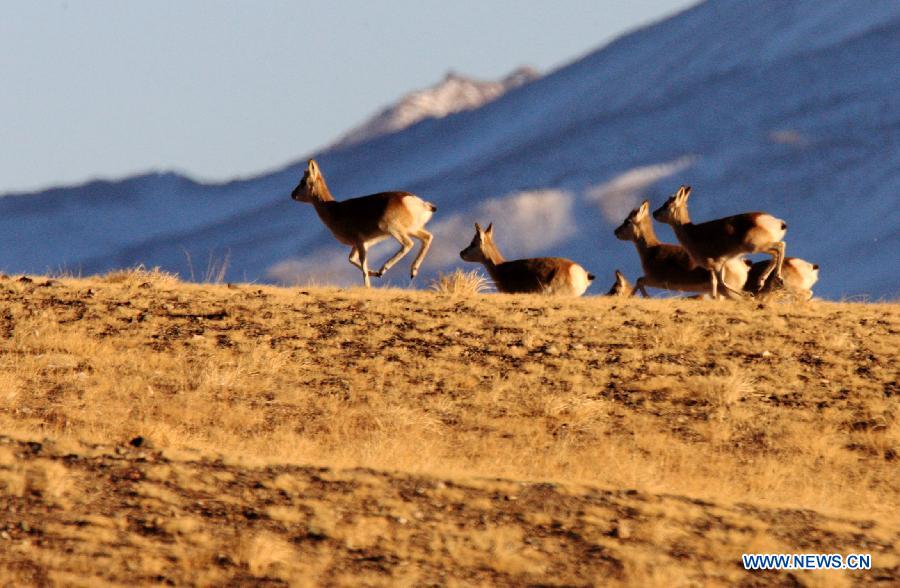 Wild animals on Haltern plateau in NW China's Gansu