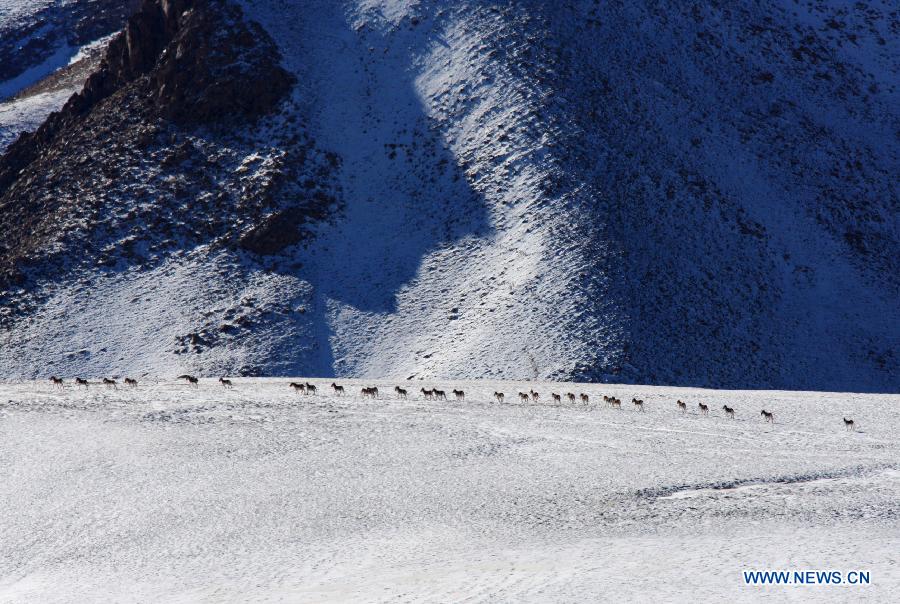 Wild animals on Haltern plateau in NW China's Gansu