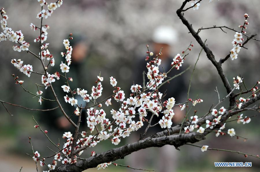 Scenery of plum blossoms in China's Jiangsu