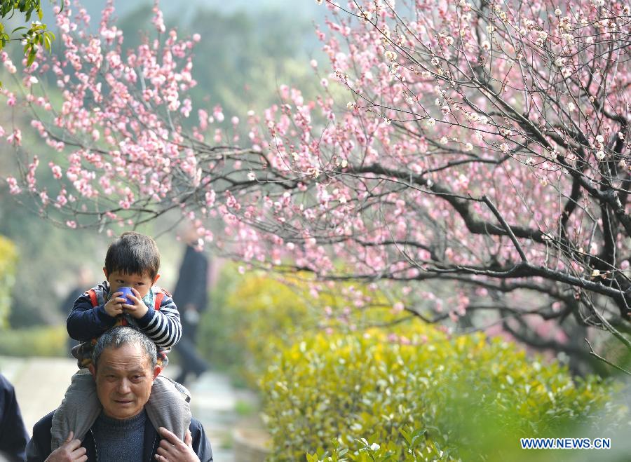 Scenery of plum blossoms in China's Jiangsu