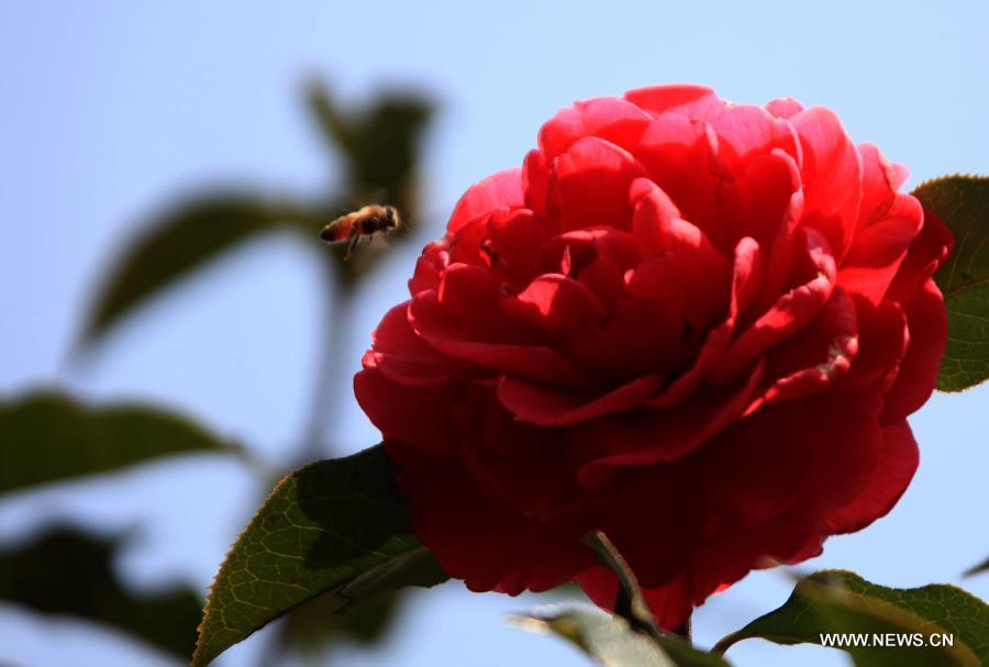 Flowers blossom around China