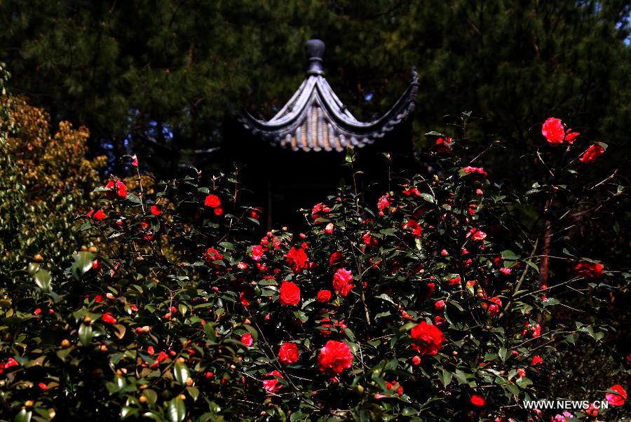 Flowers blossom around China