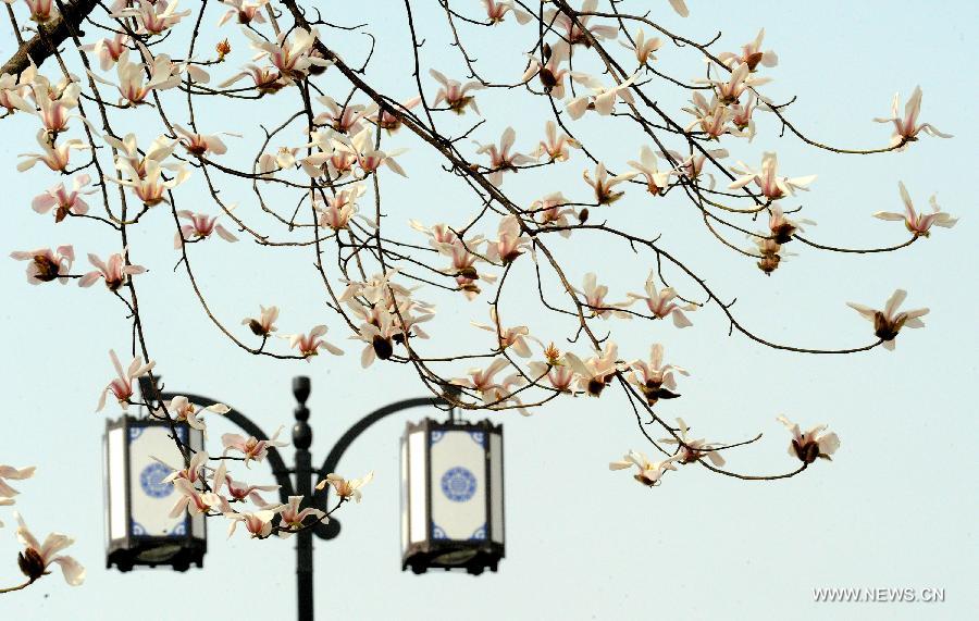 Flowers blossom around China