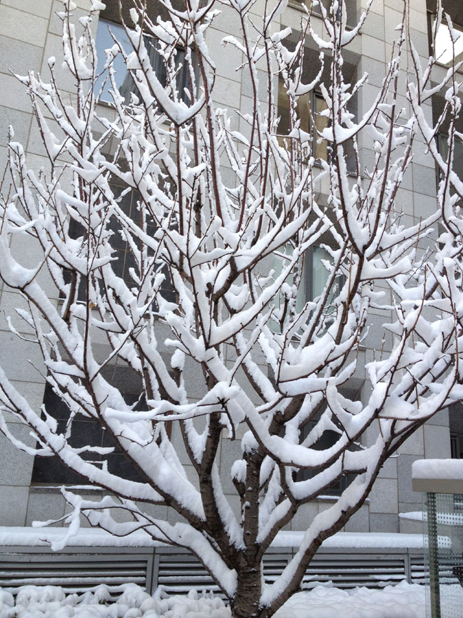 Spring snow blankets Beijing