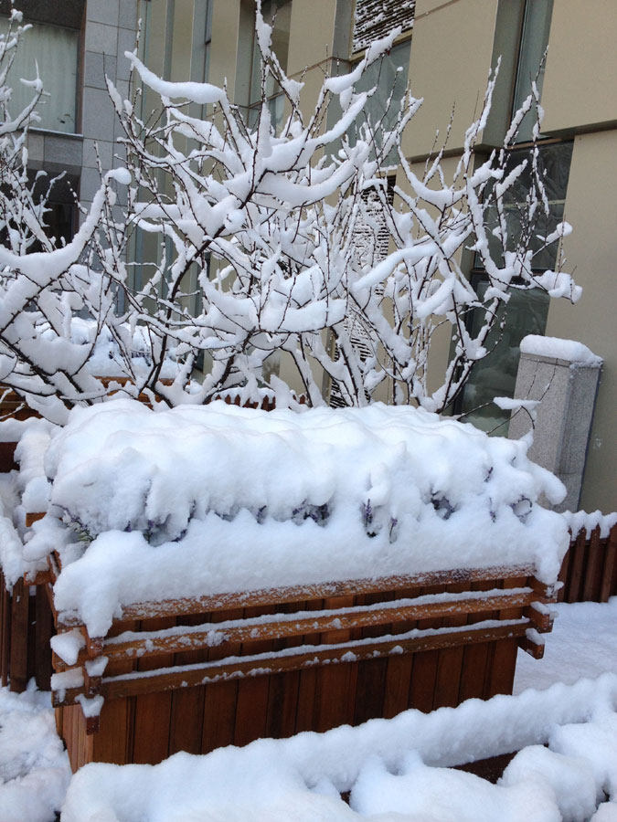 Spring snow blankets Beijing