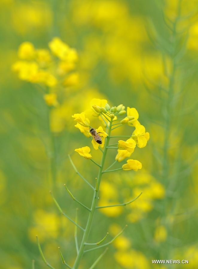 Rape flowers in full bloom in NW China