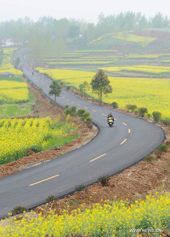 Rape flowers in full bloom in NW China