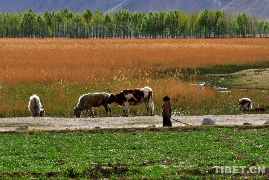 Life of herdsmen through pictures