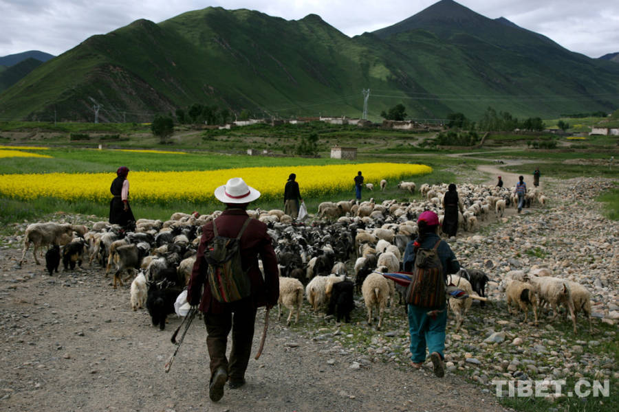 Life of herdsmen through pictures