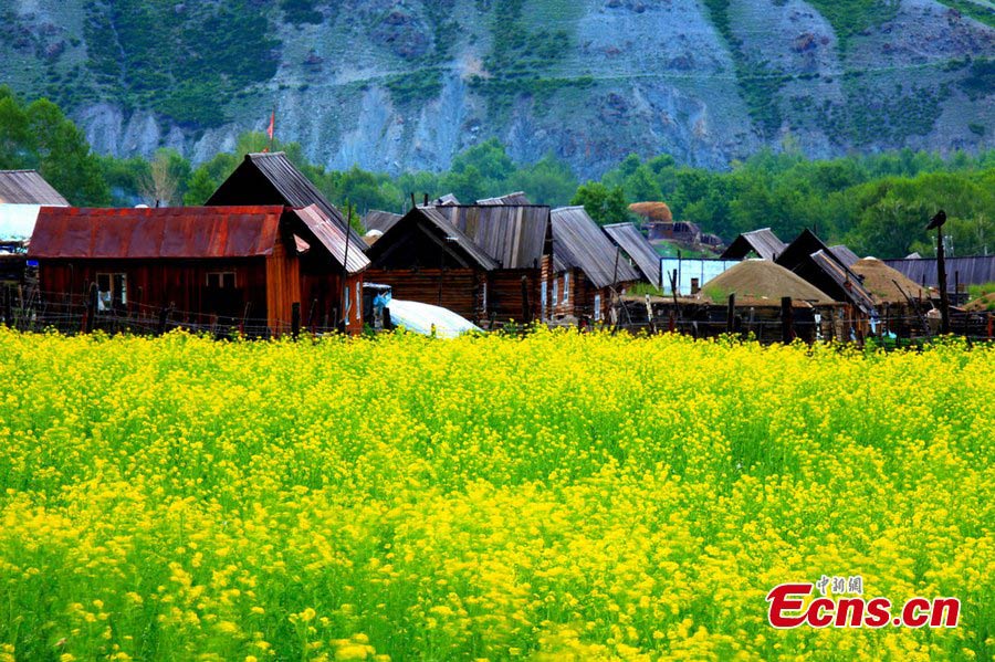 Rural landscape in Kaba county, NW China's Xinjiang