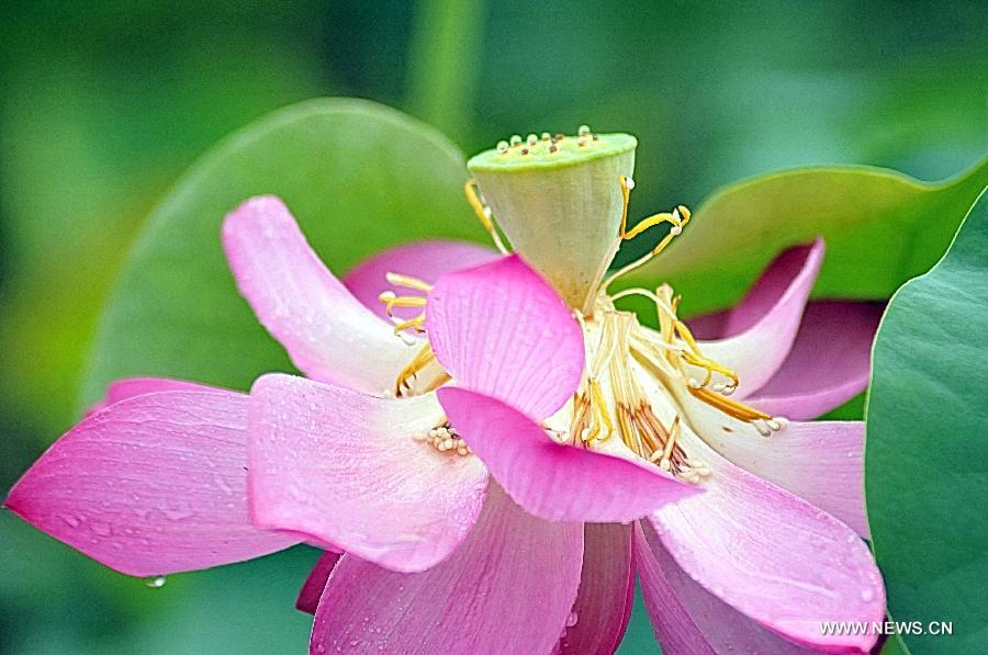 Lotus season in China