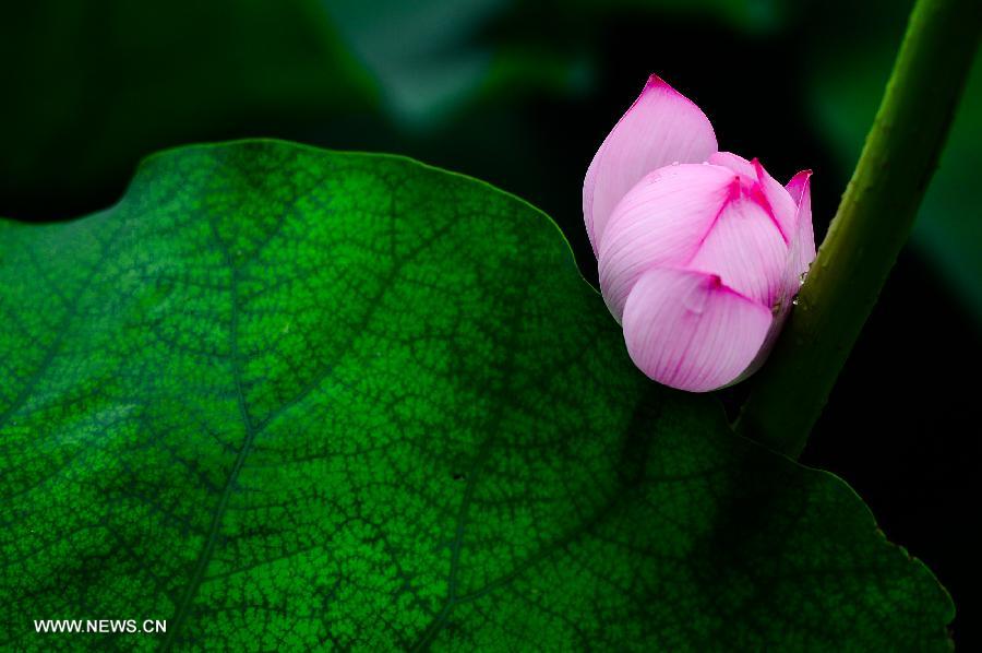 Lotus season in China