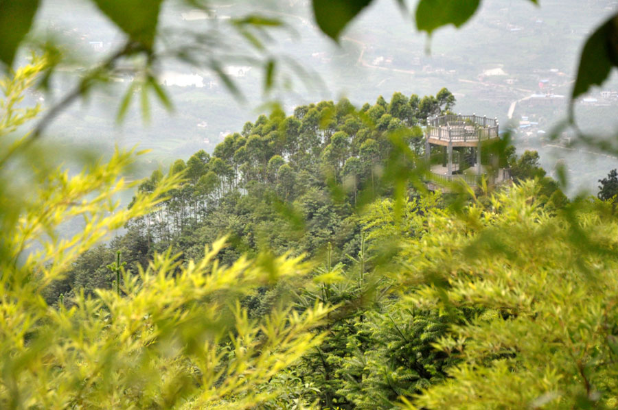 The bamboo sea in the summer