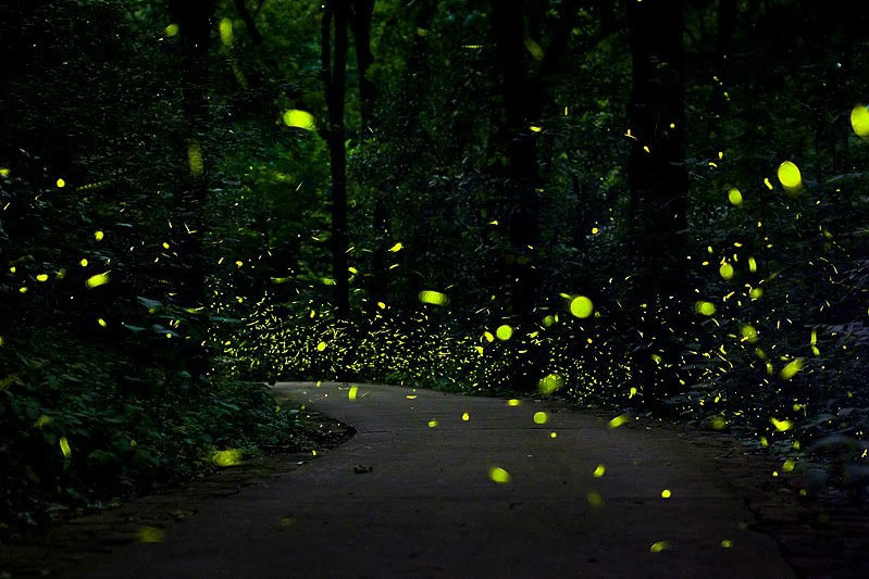 Come and see fireflies in Nanjing