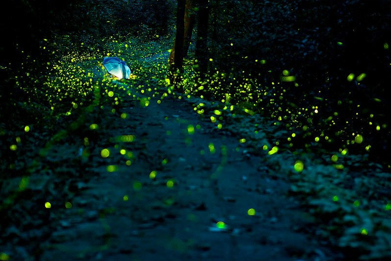 Come and see fireflies in Nanjing