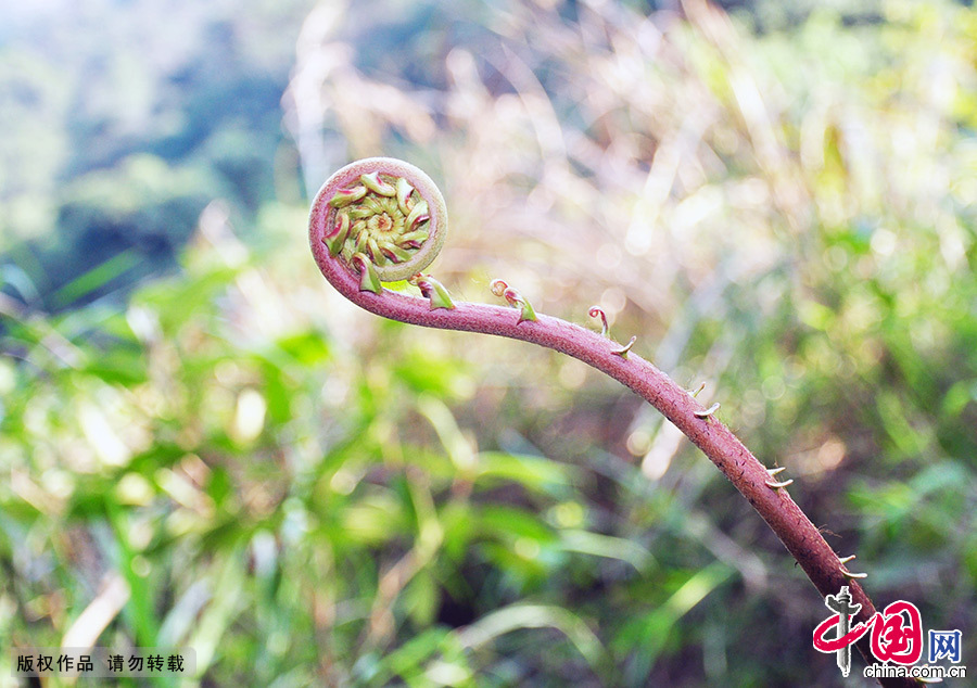 Luofu Mountain National Scenic Area in Guangdong