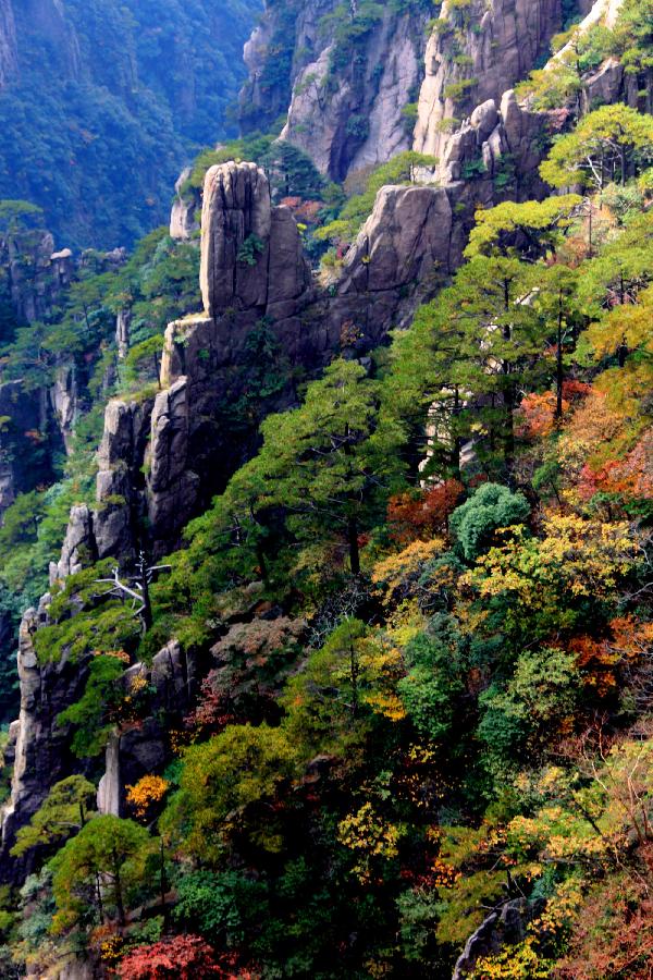 Red autumnal leaves at Huangshan