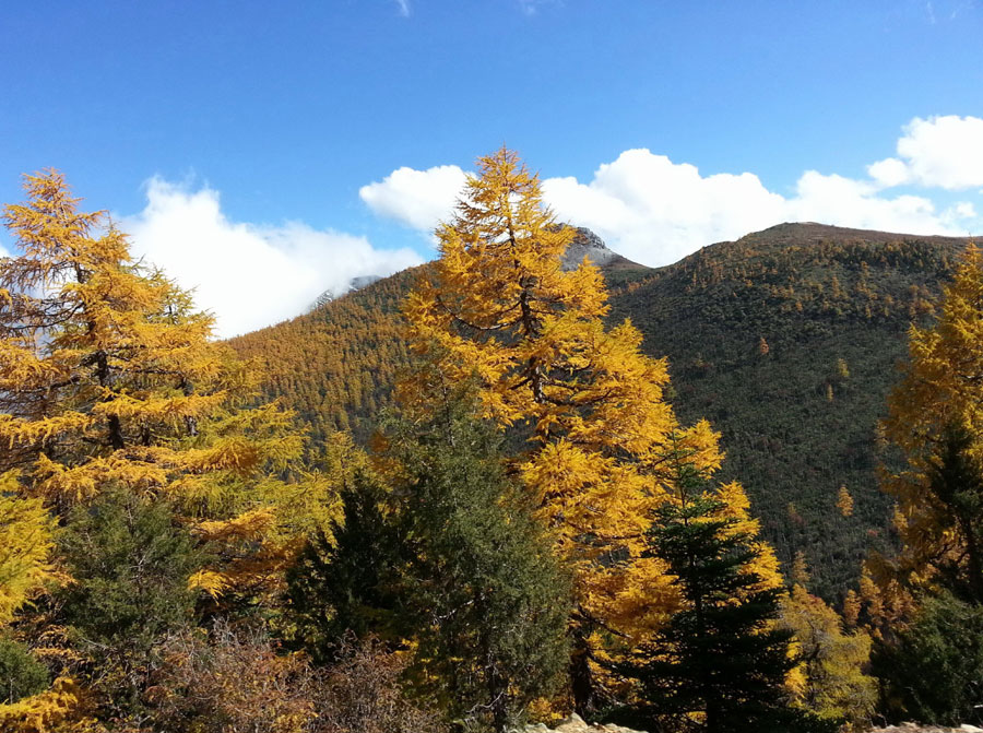 Golden larches brace for winter