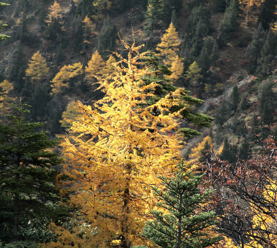 Golden larches brace for winter