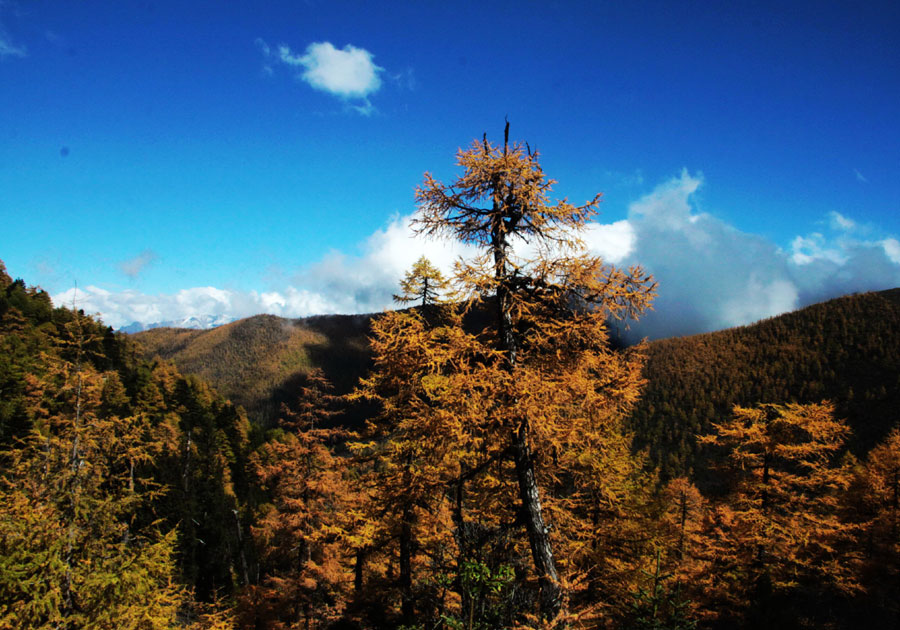 Golden larches brace for winter