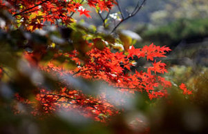 Golden larches brace for winter