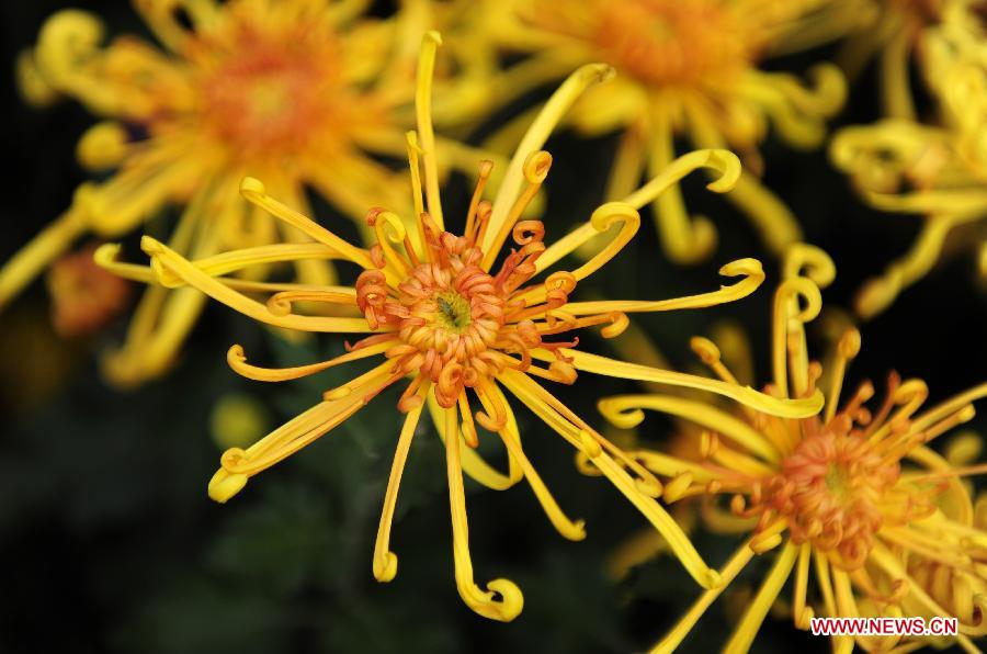 Wuhan Chrysanthemum Exhibition attracts vistors